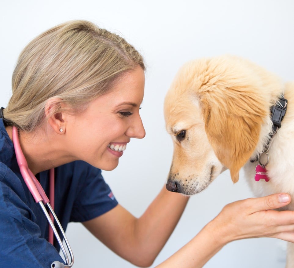 A vet smiling at a golden retriever puppy